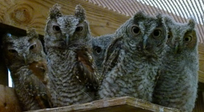 Eastern Screech Owl Chicks at RROKI