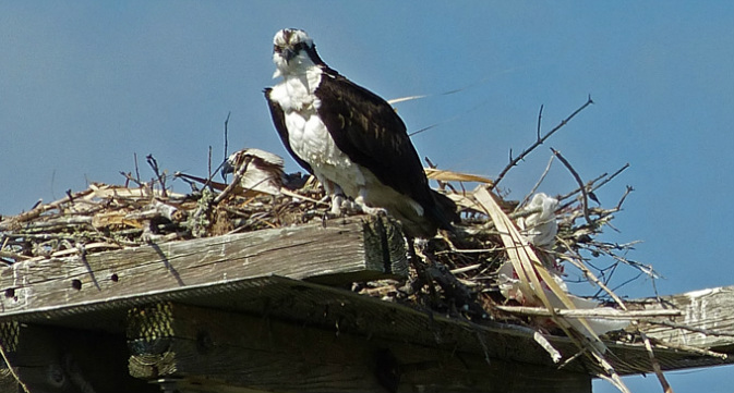 Osprey couple on nest platform