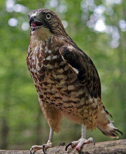 Imp, Broad-Winged Hawk at RROKI