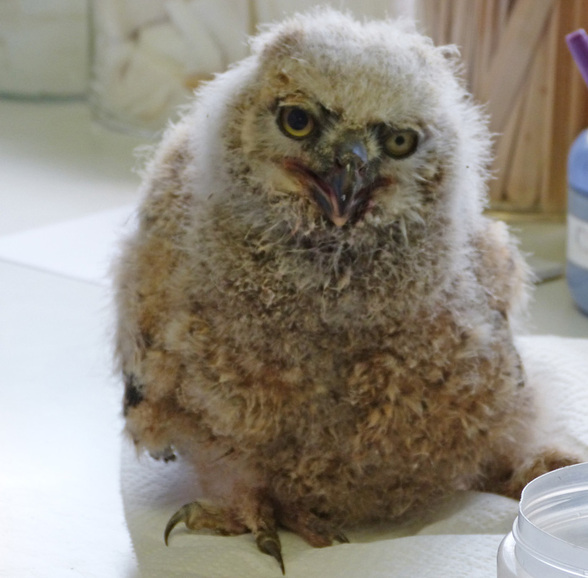 Great Horned Owl Chick at RROKI