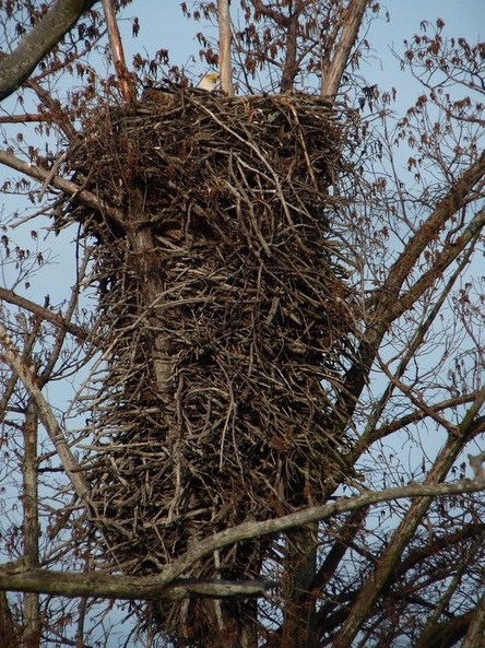 Bald Eagle nest, Sloughs WMA, KY