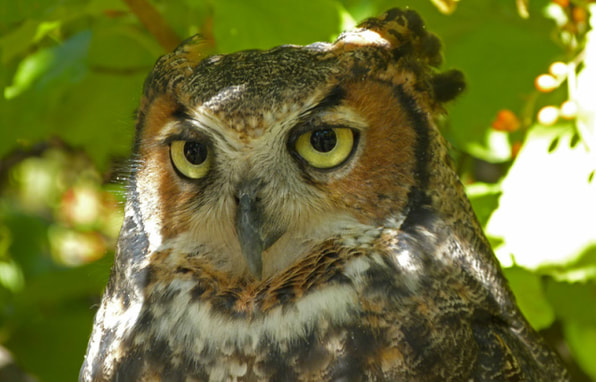 Hagatha, Great Horned Owl at RROKI