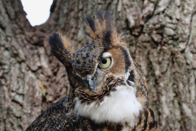 Luna, Great Horned Owl at RROKI