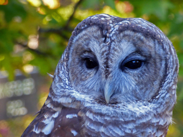 Brewster, Barred Owl at RROKI