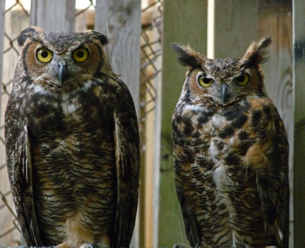 Female and Male Great Horned Owls at RROKI