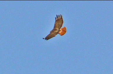 Red-Tailed Hawk showing red tail