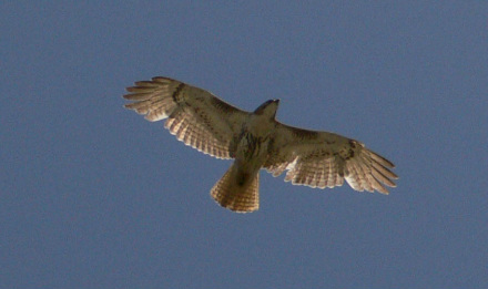 Red-Tailed Hawk from below