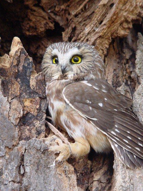 Northern Saw-Whet Owl at RROKI