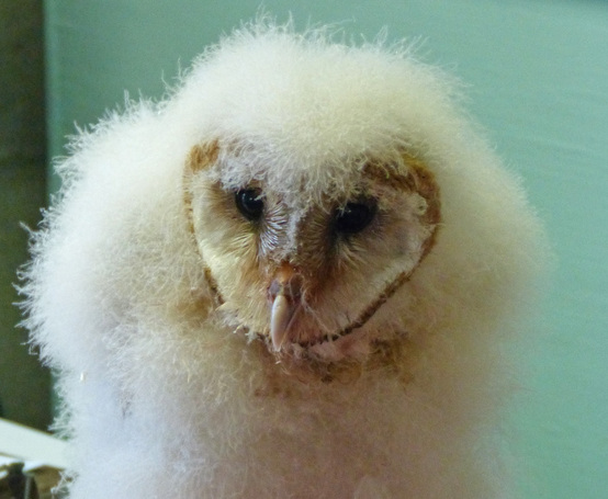 Barn Owl Chick at RROKI