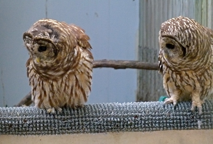 Barred Owl Chicks at RROKI