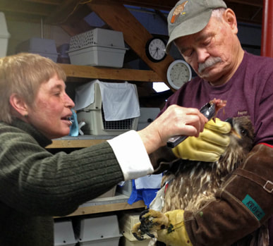 Hand feeding Bald Eagle at RROKI