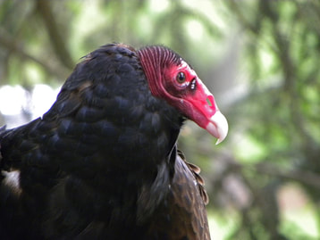 Eo, Turkey Vulture