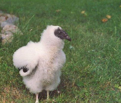 Eo, baby Turkey Vulture chick