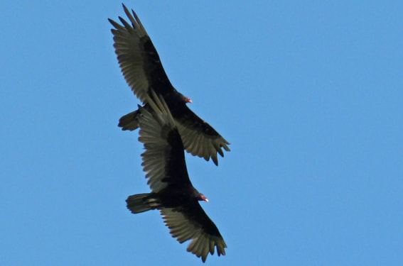 Turkey Vultures Soaring