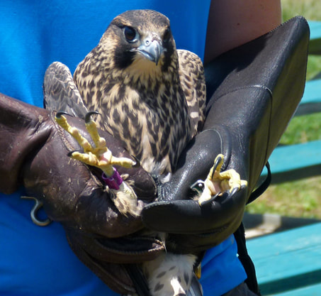 Young Peregrine Falcon, banded for release