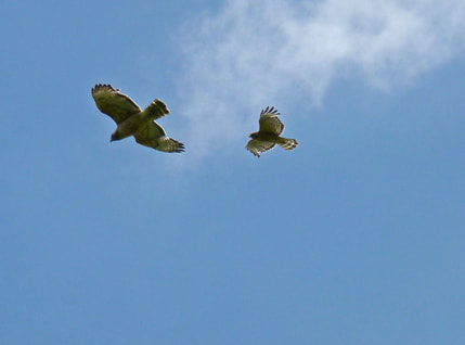 Red-Shouldered Hawks, larger female, smaller male