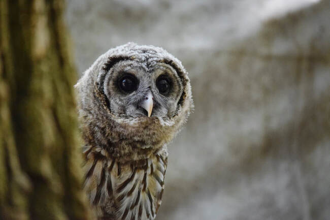 Barred Owl Snoozing at RROKI